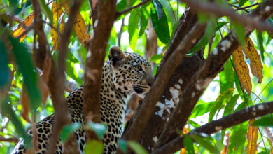 रतौलीमा चितुवा आतंक